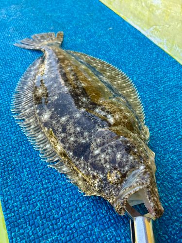 ヒラメの釣果