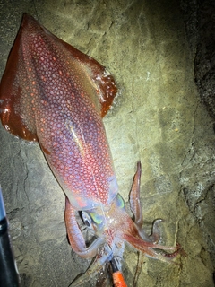 イカの釣果