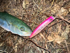 ツバイソの釣果