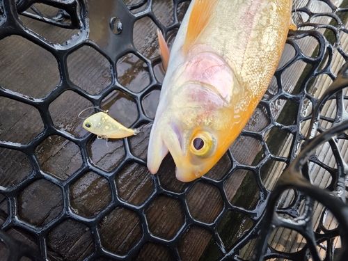 トラウトの釣果