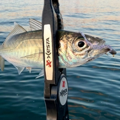 マアジの釣果
