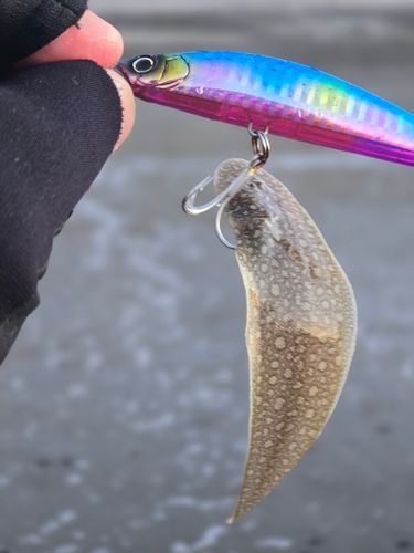 シタビラメの釣果