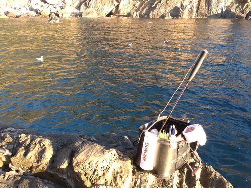 クチブトグレの釣果