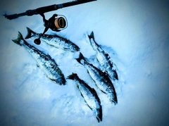 サクラマスの釣果