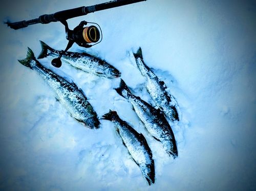 サクラマスの釣果