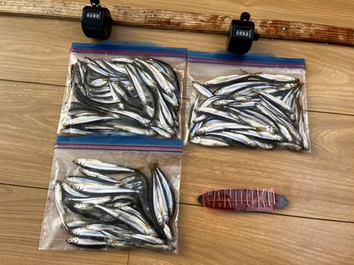 ワカサギの釣果