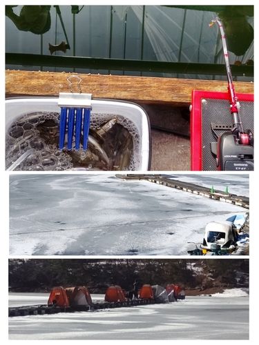 ワカサギの釣果