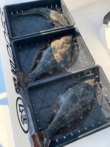 ヒラメの釣果