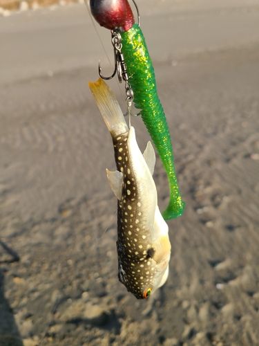 クサフグの釣果