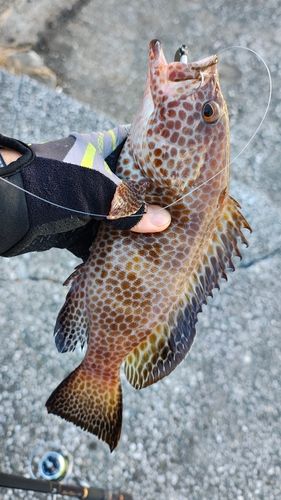 オオモンハタの釣果