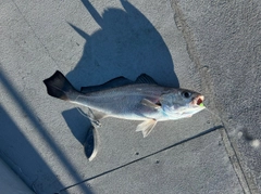 クログチの釣果