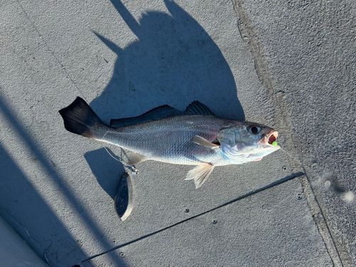 クログチの釣果