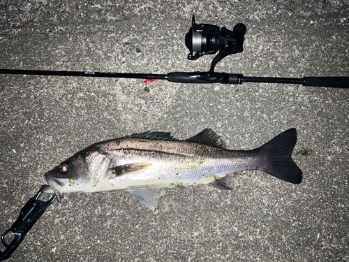セイゴ（マルスズキ）の釣果