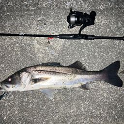 フッコ（マルスズキ）