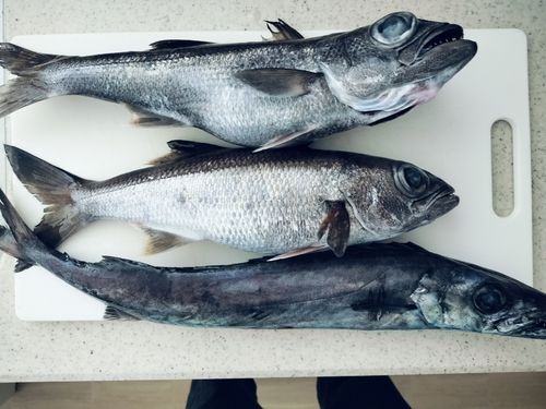 クロムツの釣果