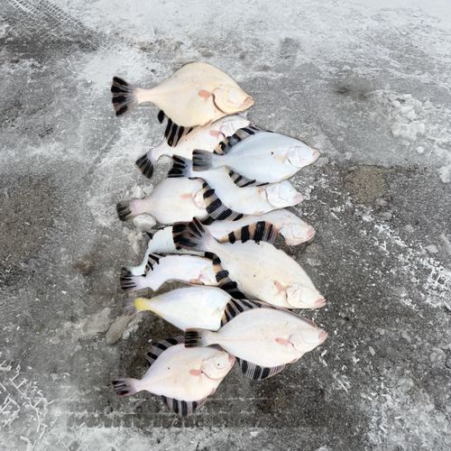 カワガレイの釣果