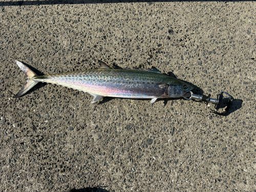 サワラの釣果