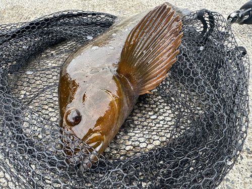 アイナメの釣果