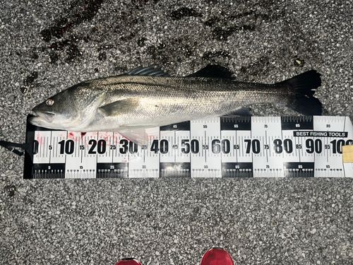 マルスズキの釣果