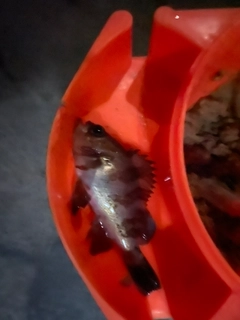 シロメバルの釣果