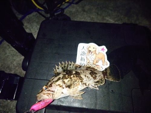 ベッコウゾイの釣果