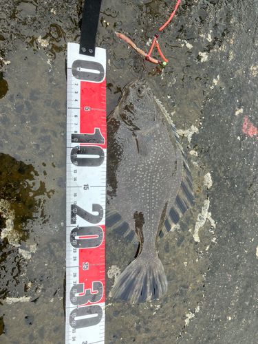 カワガレイの釣果