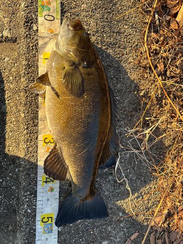 スモールマウスバスの釣果