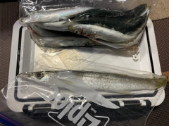 マイワシの釣果