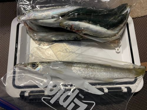 マイワシの釣果