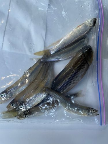 ワカサギの釣果