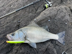 ヒラスズキの釣果
