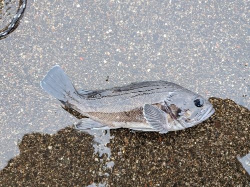 クロソイの釣果