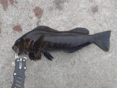 アイナメの釣果