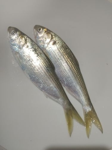 碧南海釣り公園