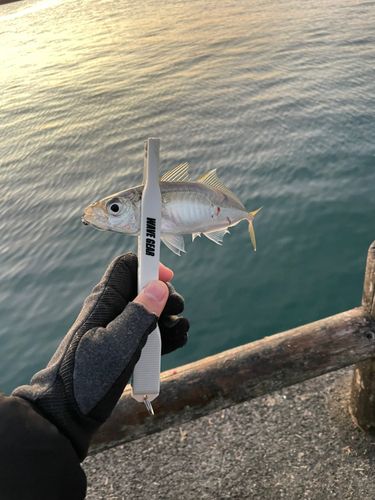 マアジの釣果