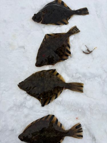 カワガレイの釣果