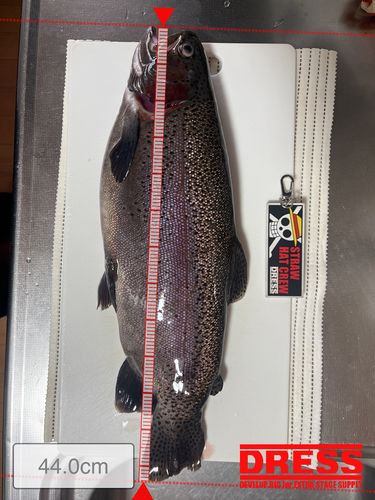 キジハタの釣果