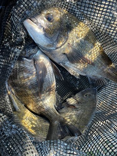 チヌの釣果