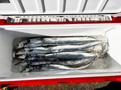 タチウオの釣果