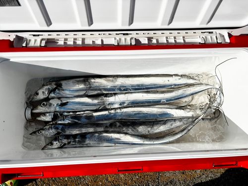 タチウオの釣果