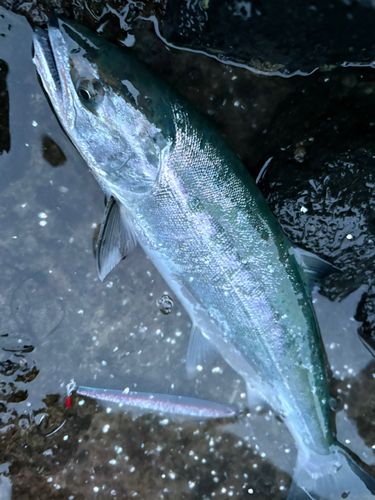 サクラマスの釣果