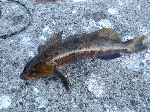 アイナメの釣果