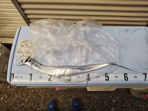 タチウオの釣果