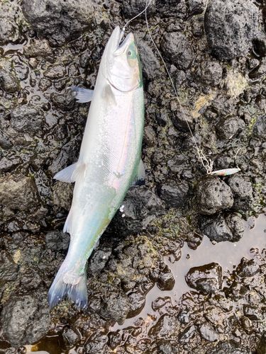 サクラマスの釣果