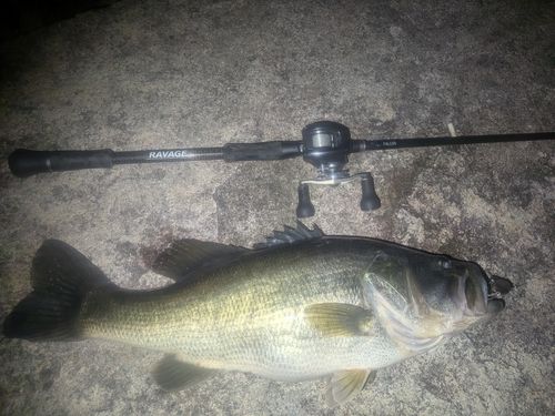 ブラックバスの釣果