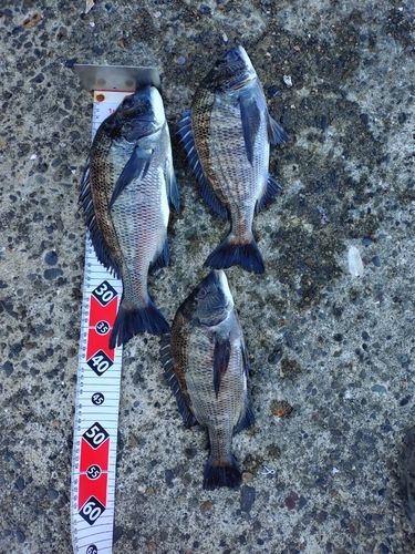 クロダイの釣果