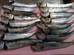 マイワシの釣果