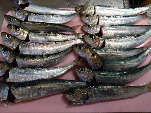 マイワシの釣果