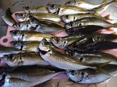 マアジの釣果