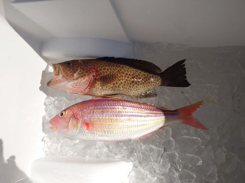 イトヨリダイの釣果